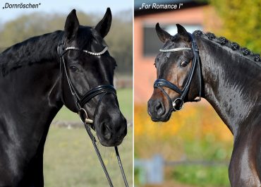 Fohlen v. For Romance I a.d. Dornröschen v. Don Schufro