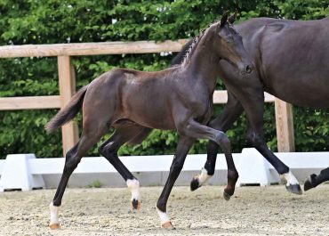 Hengstfohlen v. Bon Courage a.d. Soraya v. Sandro Hit