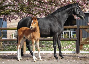 Hengstfohlen v. For Romance I a.d. Dornröschen v. Don Schufro